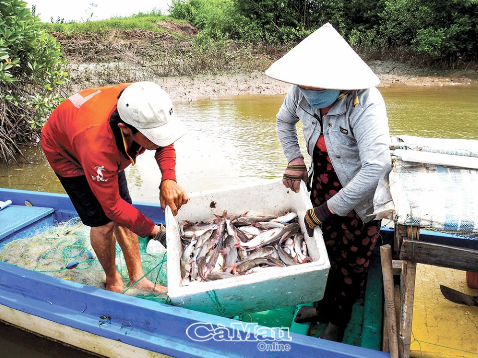 Cà Mau: Đi săn loại cá da trơn tên rất ngắn có thịt thơm, ngậy, béo, nhiều thợ săn có thu nhập khá - Ảnh 3.