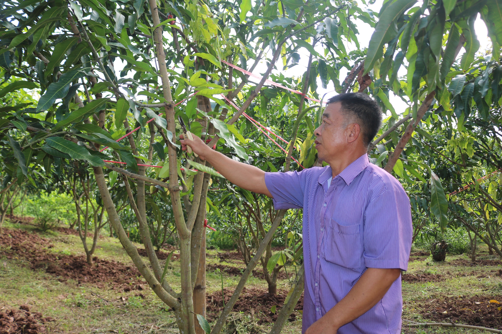 Yên Châu: Phát triển cây ăn quả gắn với tiêu thụ và xuất khẩu   - Ảnh 1.