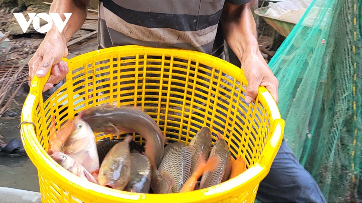Nhộn nhịp mùa thu hoạch cá ruộng ở Hậu Giang - Ảnh 9.