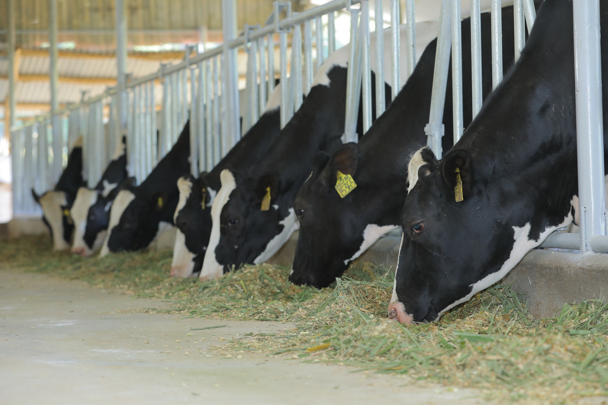 Dalatmilk ký kết hợp tác phát triển chăn nuôi bò sữa tại huyện Cát Tiên (Lâm Đồng) - Ảnh 5.