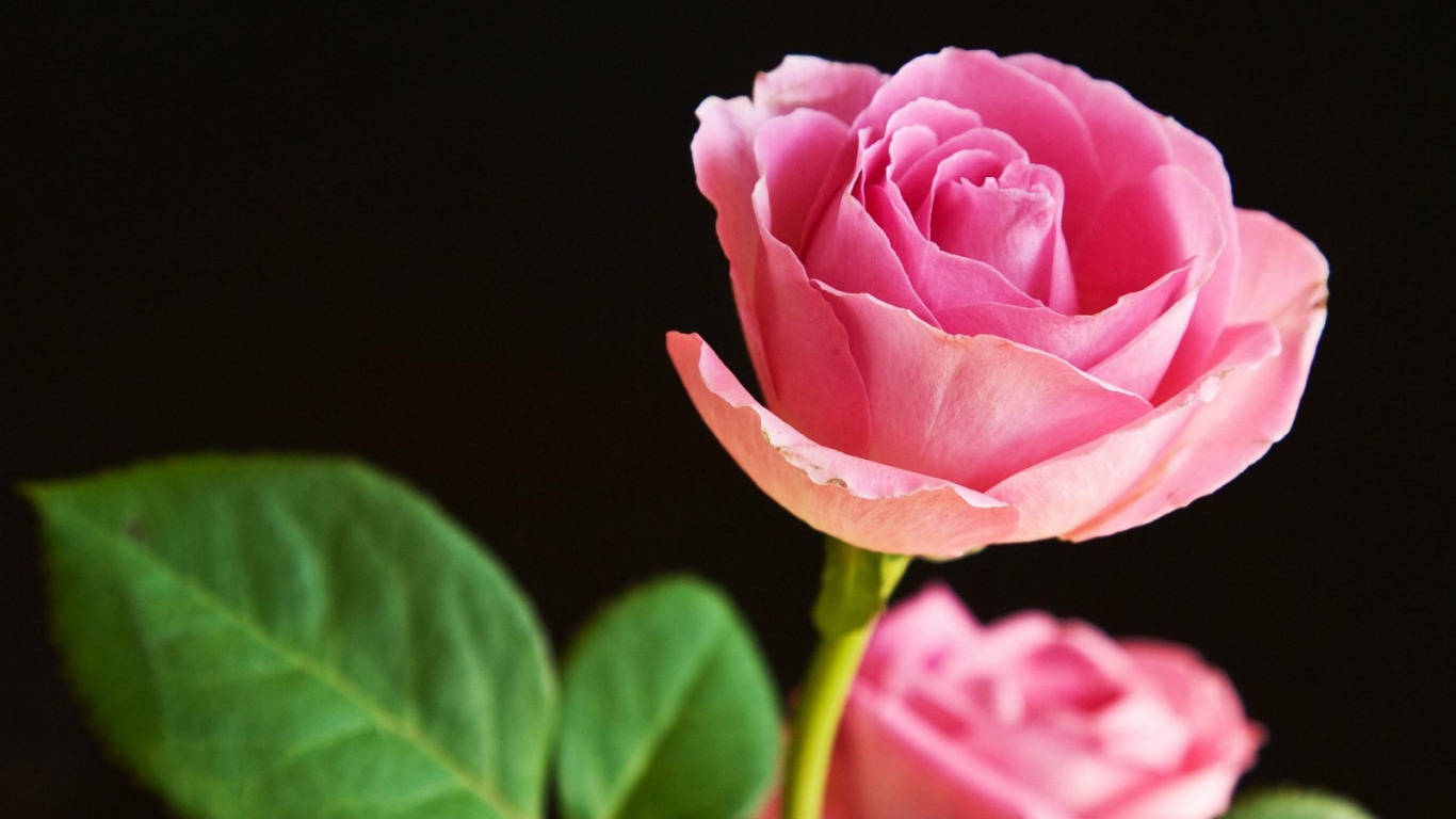 Chiến thắng trên cuộc đời của bạn cũng giống như sự chăm sóc những bông hoa hồng chí tiến thu. Hãy đập tan những khó khăn và điều đó sẽ mang lại cho bạn sự vinh quang và những bông hoa thắm tươi rực rỡ nhất để trang trí cuộc sống của bạn.