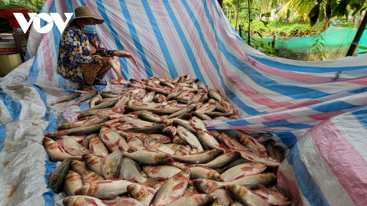 Nhộn nhịp mùa thu hoạch cá ruộng ở Hậu Giang - Ảnh 11.