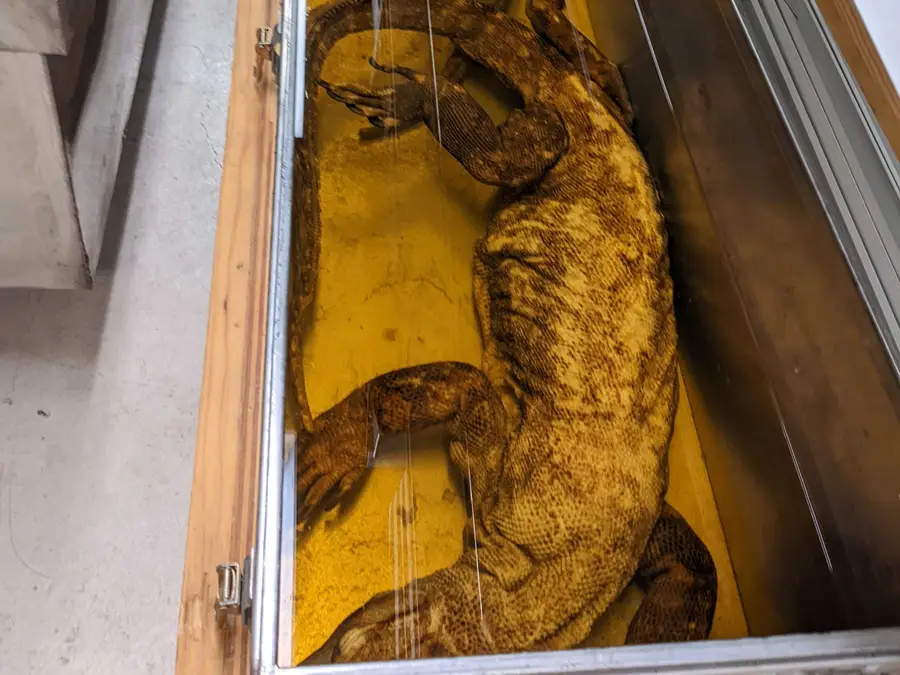 Bảo tàng xác ướp động vật kỳ dị ở Mỹ - Ảnh 5.