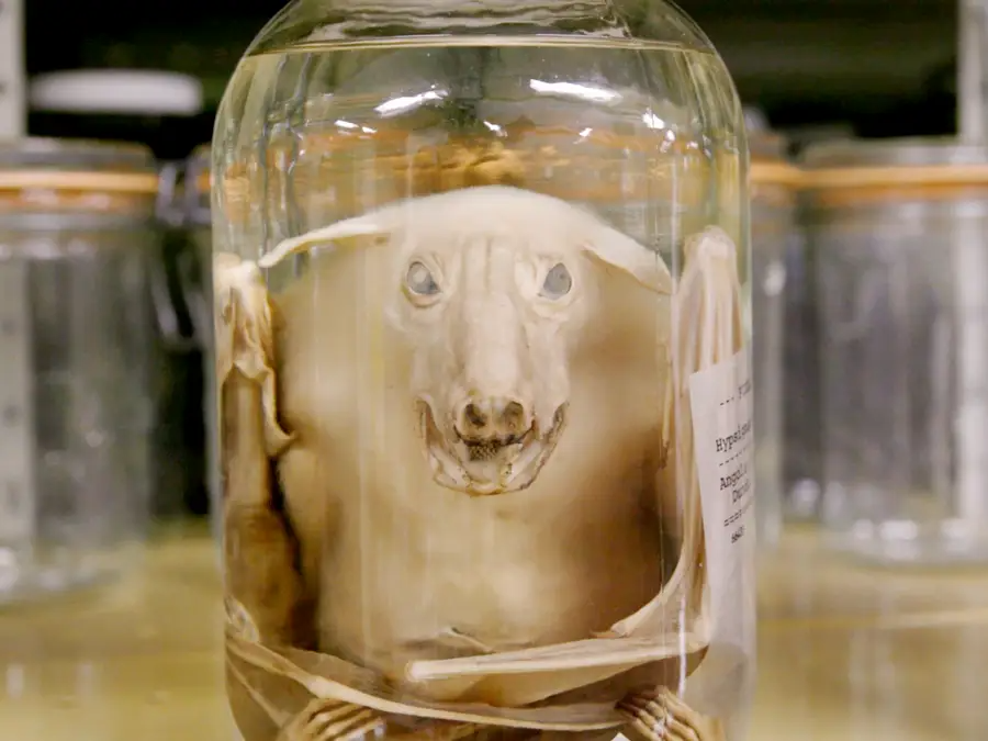 Bảo tàng xác ướp động vật kỳ dị ở Mỹ - Ảnh 8.