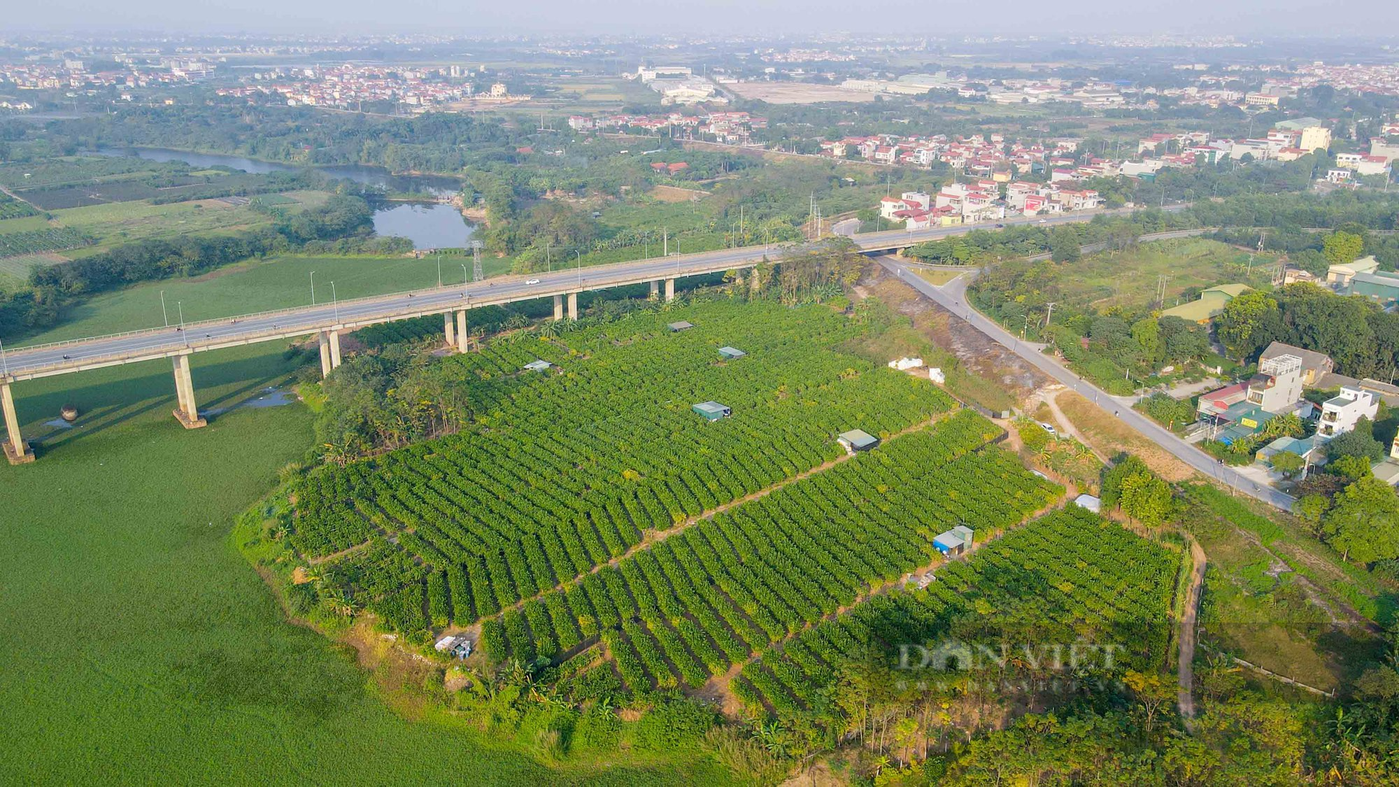 Kỳ lạ loại quả giống bàn tay phật trồng 5 năm phải thay đất một lần - Ảnh 1.