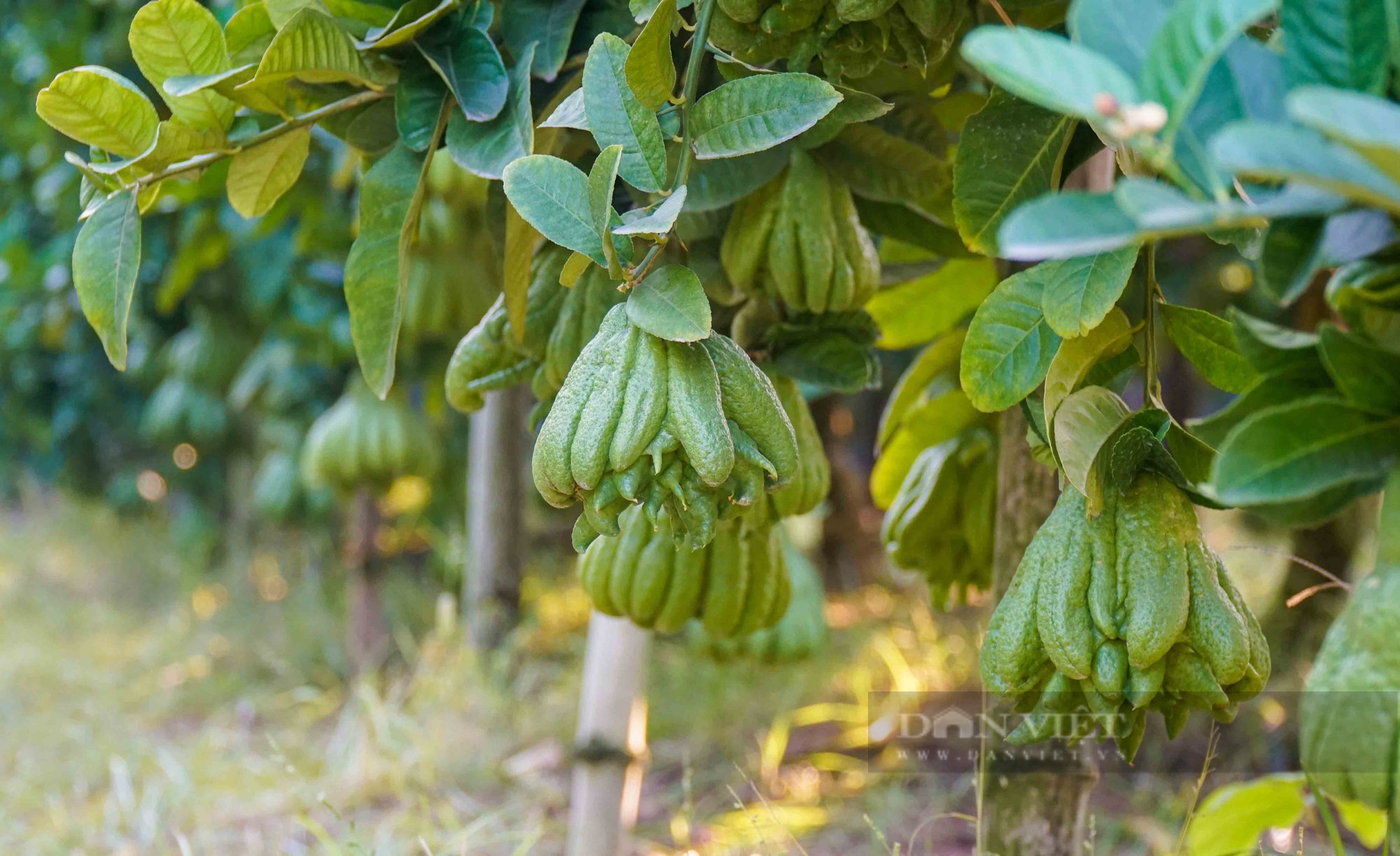 Kỳ lạ loại quả giống bàn tay phật trồng 5 năm phải thay đất một lần - Ảnh 8.