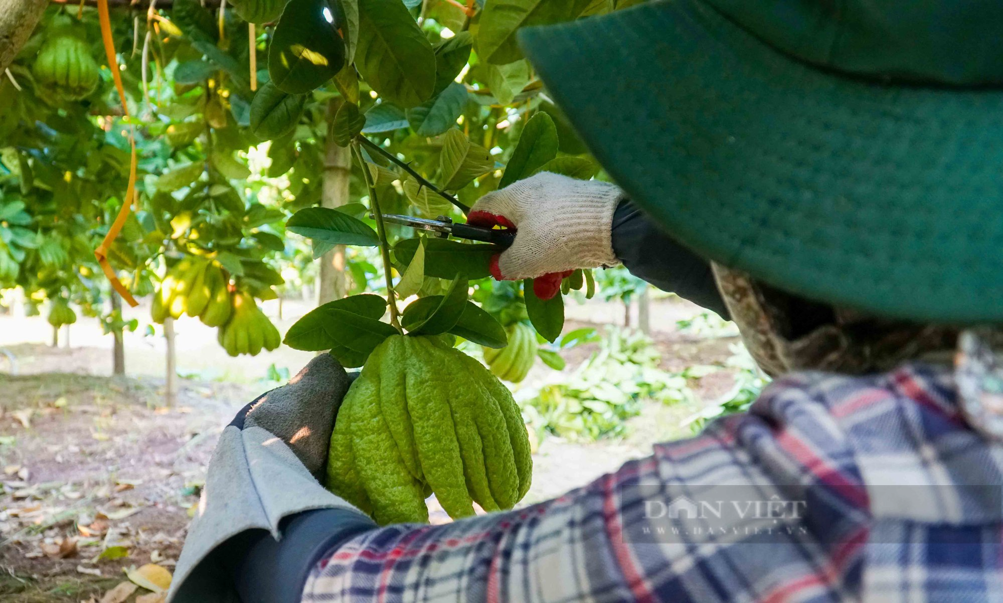 Kỳ lạ loại quả giống bàn tay phật trồng 5 năm phải thay đất một lần - Ảnh 10.