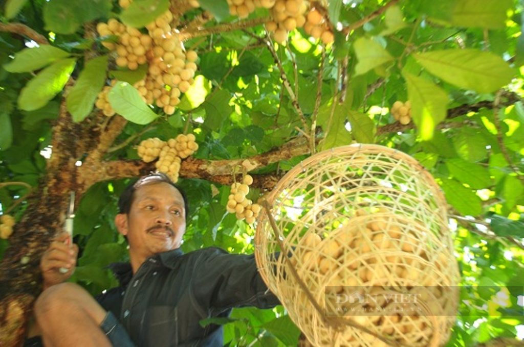 Quảng Nam: Về Tiên Phước, du khách tha hồ chiêm ngưỡng nhà cổ, vườn sinh thái, bờ đá, ngõ đá… - Ảnh 14.