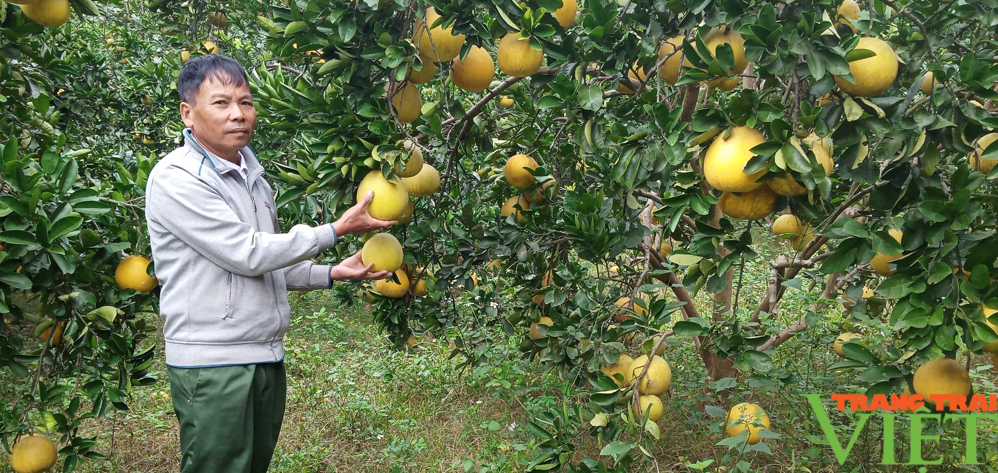 Làm kinh tế tổng hợp giúp lão nông thu lãi 300 triệu đồng mỗi năm - Ảnh 1.