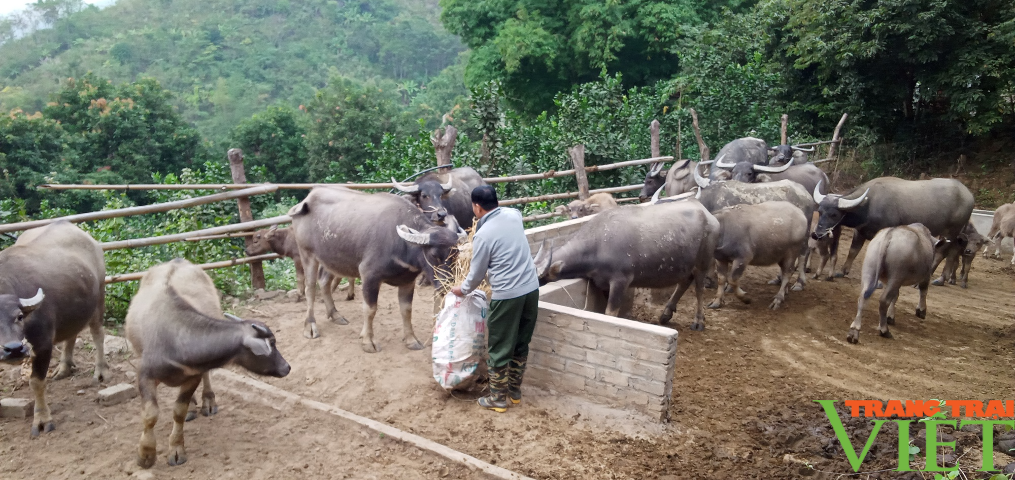 Làm kinh tế tổng hợp giúp lão nông thu lãi 300 triệu đồng mỗi năm - Ảnh 3.