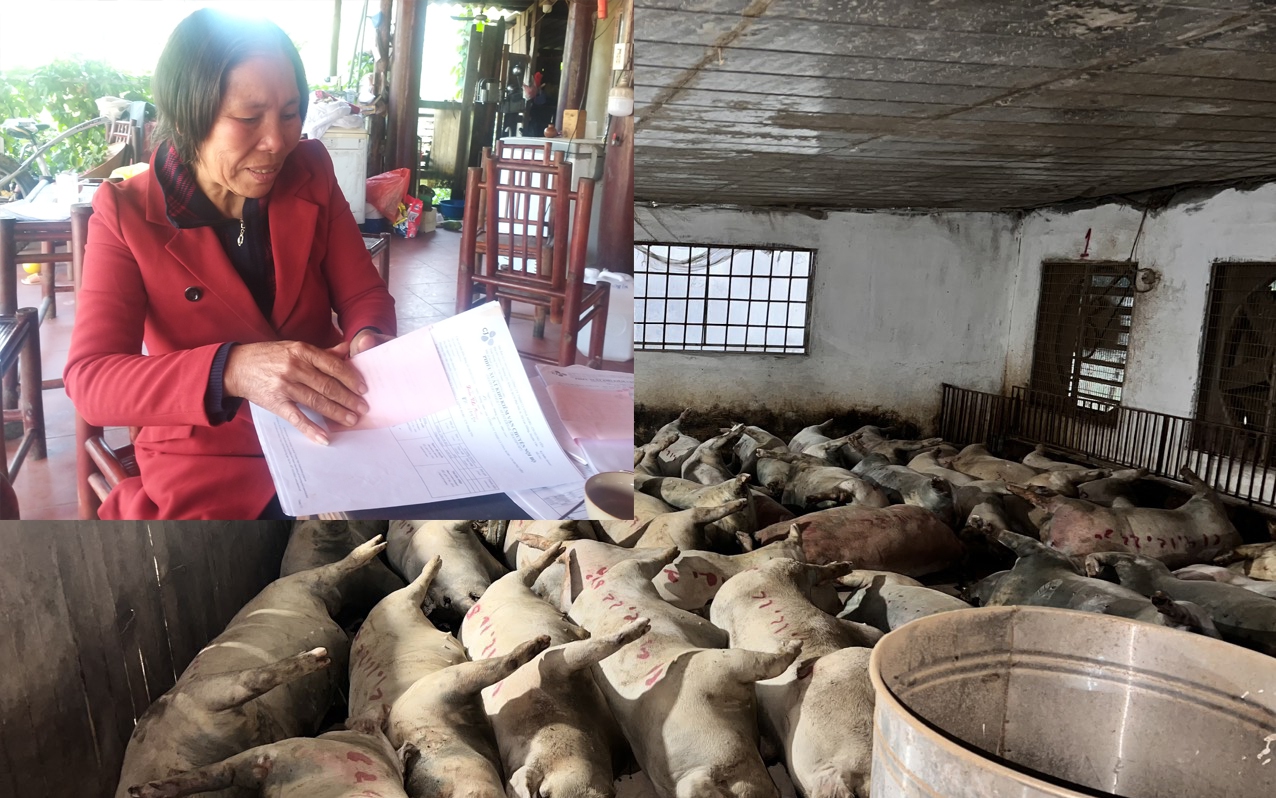 Thái Nguyên: Người nuôi lợn gia công "tố" Công ty CJ VINA AGRI ép bán lợn dịch ra thị trường?