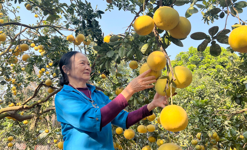 Người phụ nữ nơi đất bưởi tích cực tham gia công tác nhân đạo từ thiện, các phong trào xây dựng quê hương. - Ảnh 1.