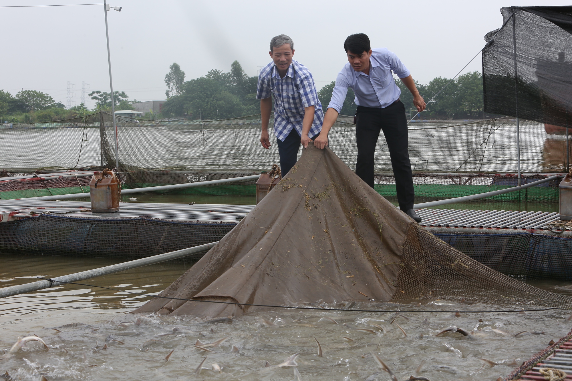 Bắc Ninh: Nuôi cá lồng trên sông tăng, đem lại hiệu quả kinh tế cao  - Ảnh 1.