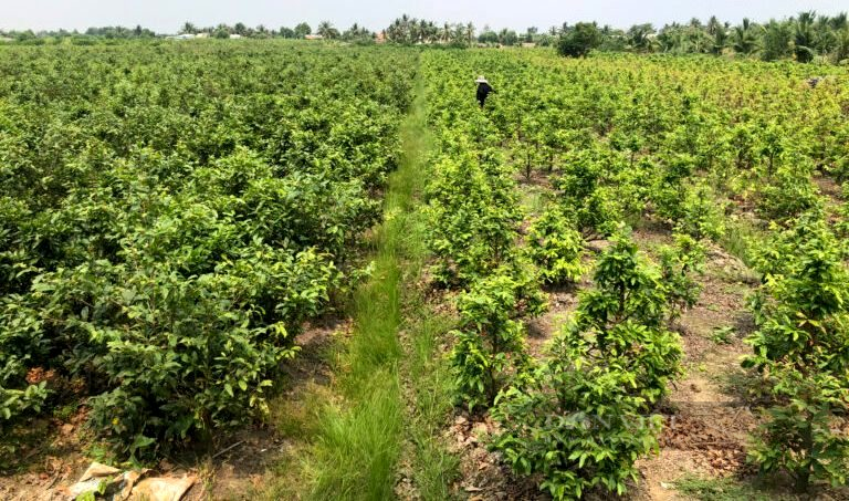 Trồng mai vàng kiểu “mì ăn liền”, những làng mai Tết đẹp như mơ, nhưng biệt tăm thương lái - Ảnh 4.