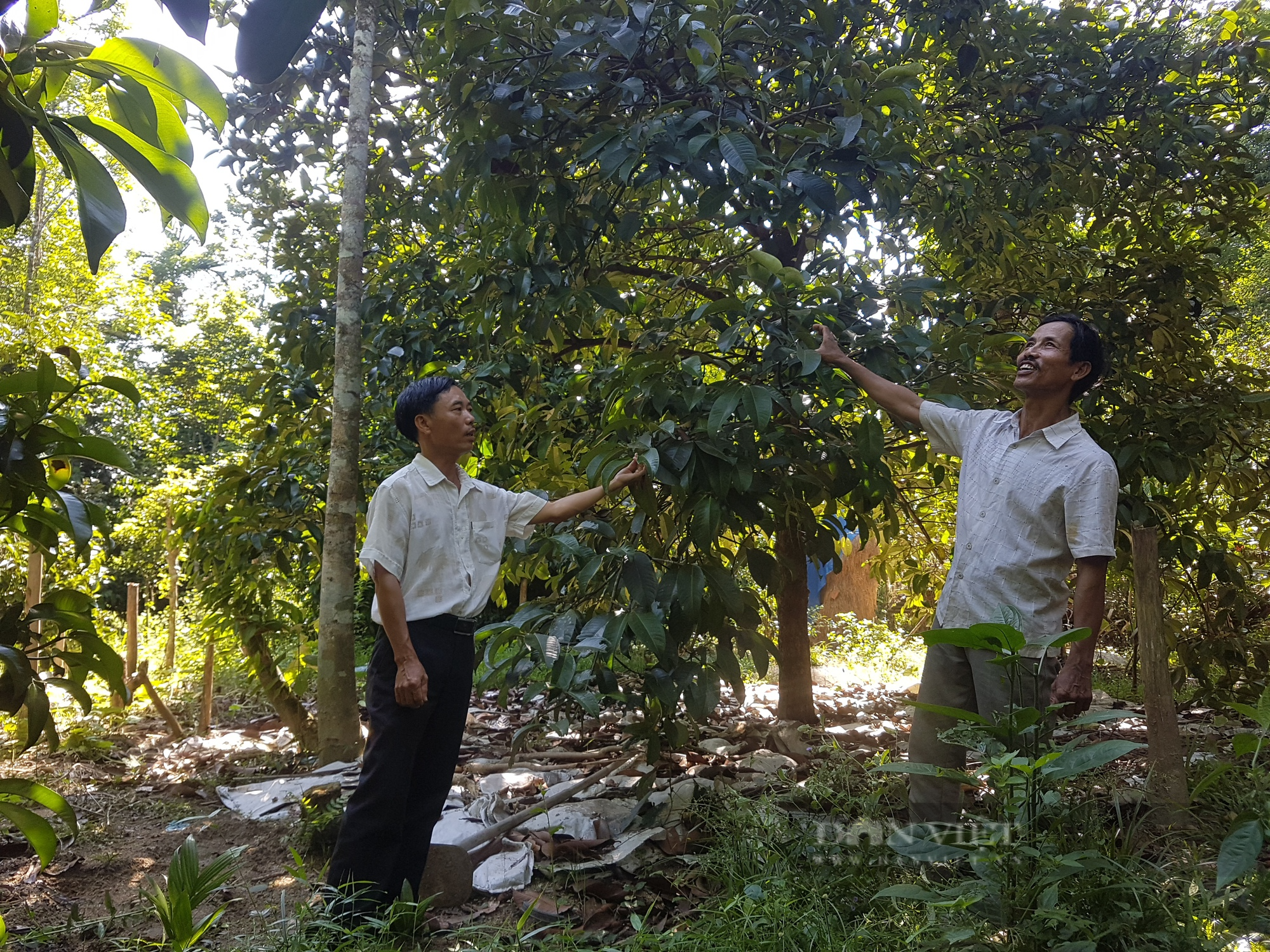 Quảng Nam: Cây măng cụt ở Tiên Phước, mỗi năm “đẻ” đến 30 tỷ đồng   - Ảnh 3.