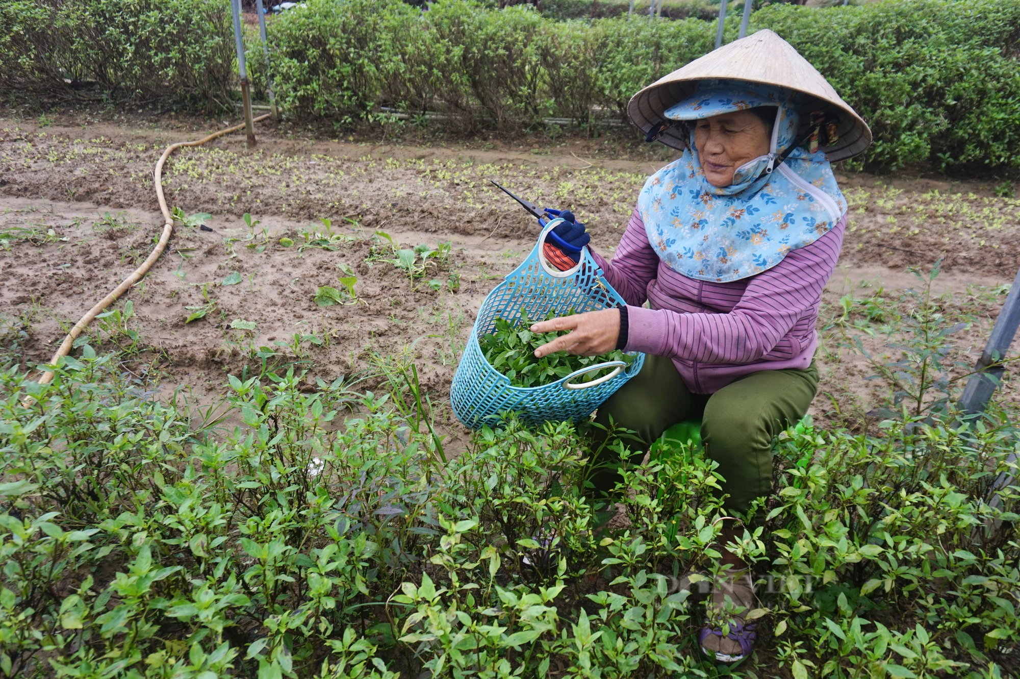 Đà Nẵng: Giá rau tăng cao nhưng nông dân không có hàng để bán, lo thất thu mùa Tết - Ảnh 1.