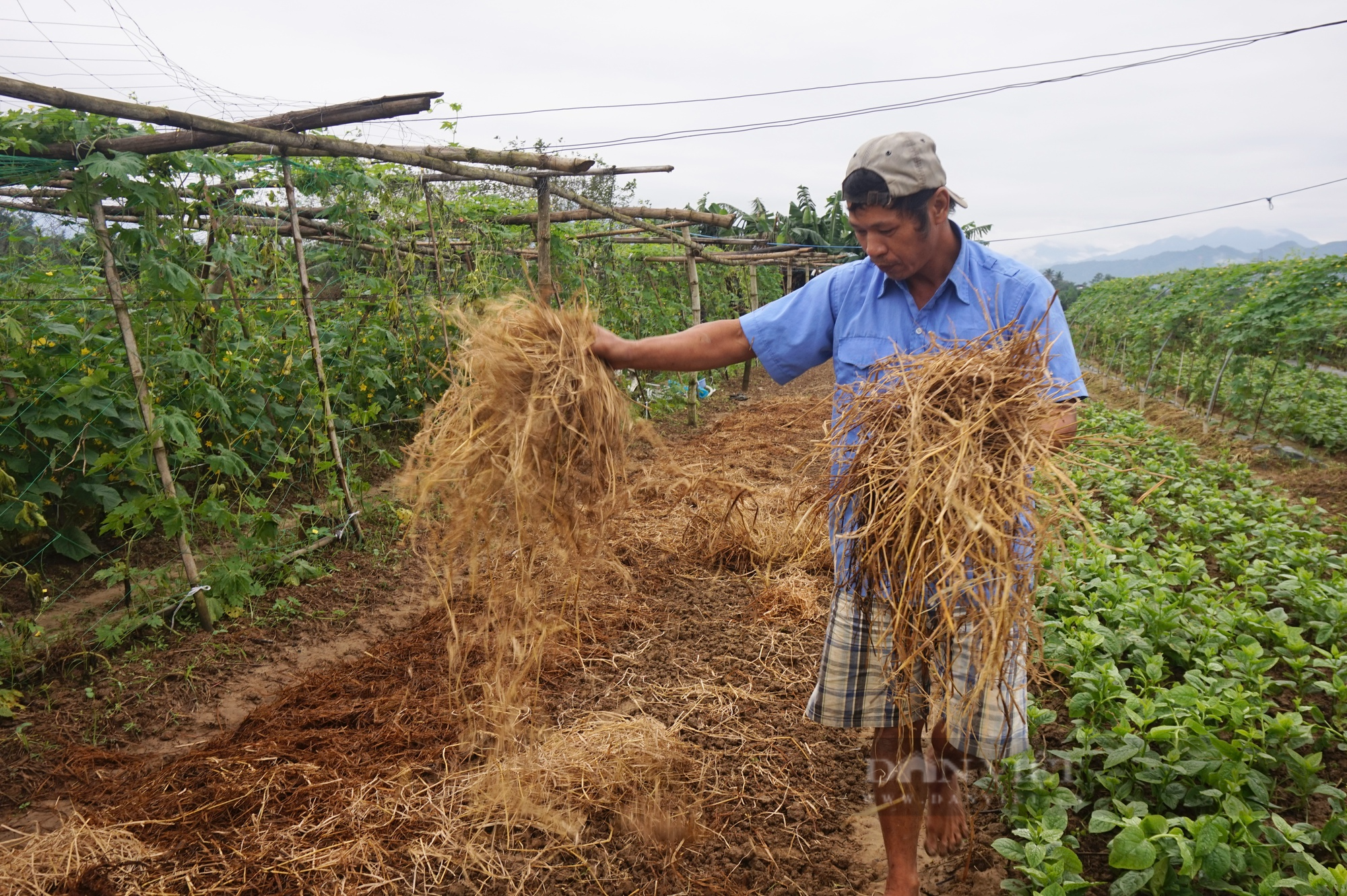 Đà Nẵng: Giá rau tăng cao nhưng nông dân không có hàng để bán, lo thất thu mùa Tết - Ảnh 2.
