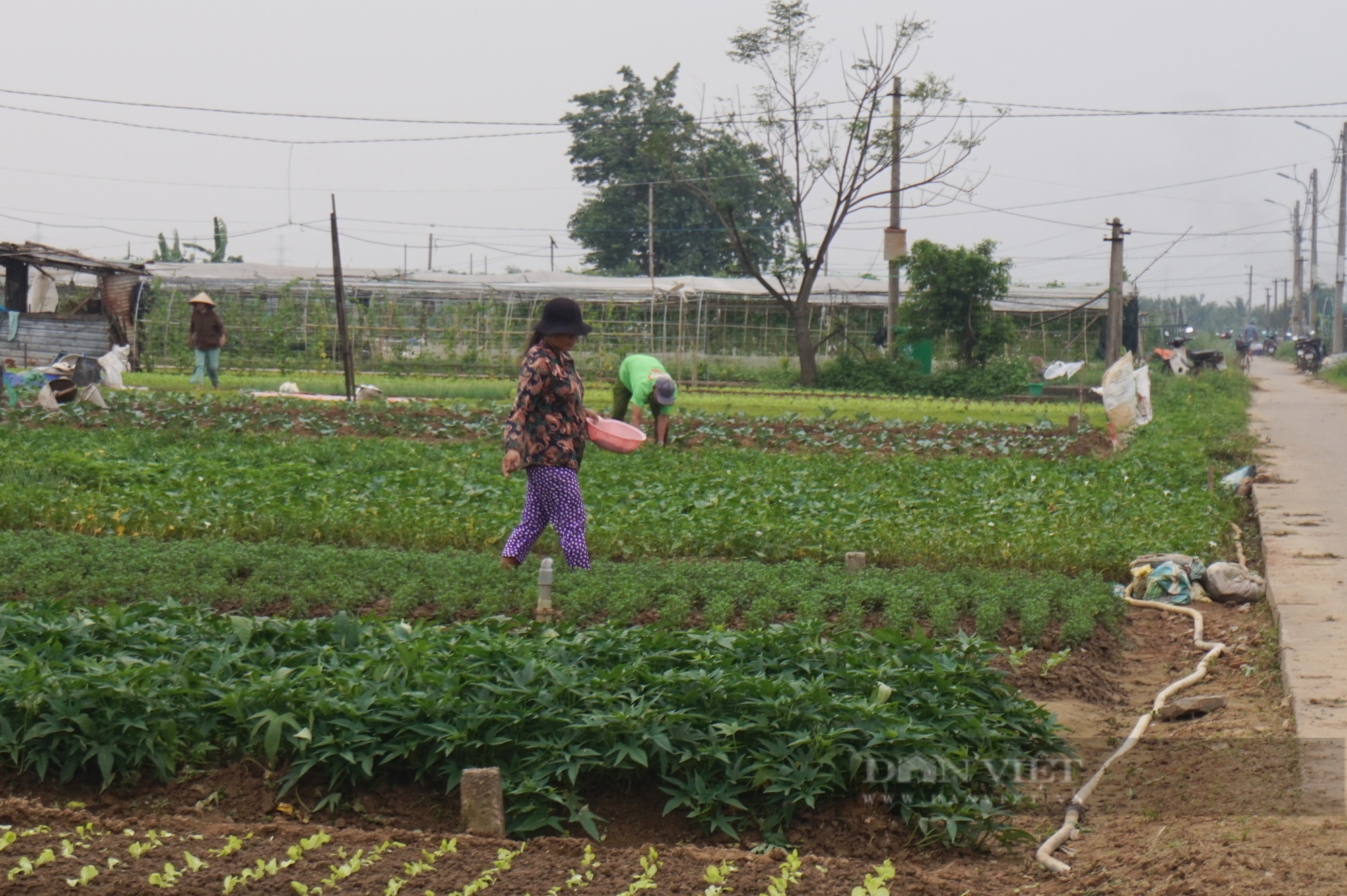 Đà Nẵng: Giá rau tăng cao nhưng nông dân không có hàng để bán, lo thất thu mùa Tết - Ảnh 5.