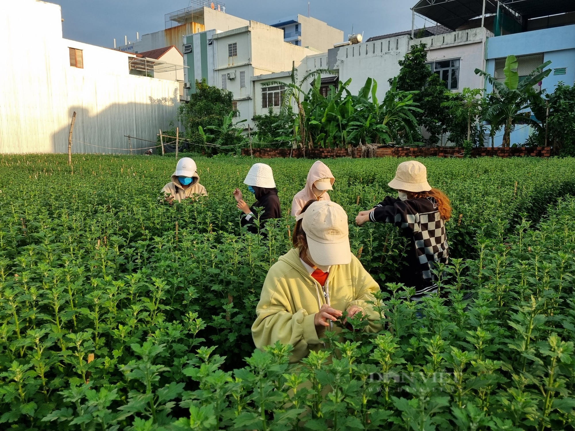 Sinh viên &quot;tuyển hoa, lặt nụ&quot;, kiếm tiền triệu mùa Tết - Ảnh 1.