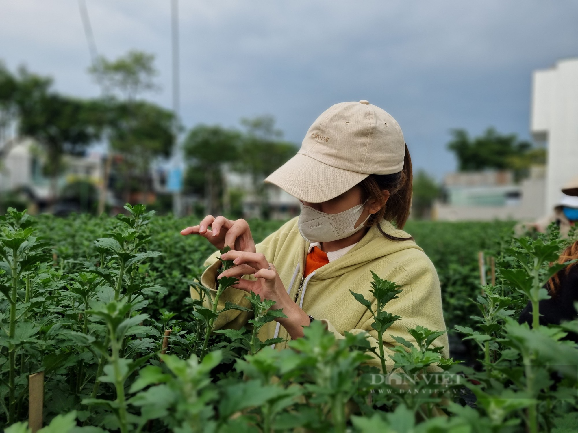 Sinh viên &quot;tuyển hoa, lặt nụ&quot;, kiếm tiền triệu mùa Tết - Ảnh 2.