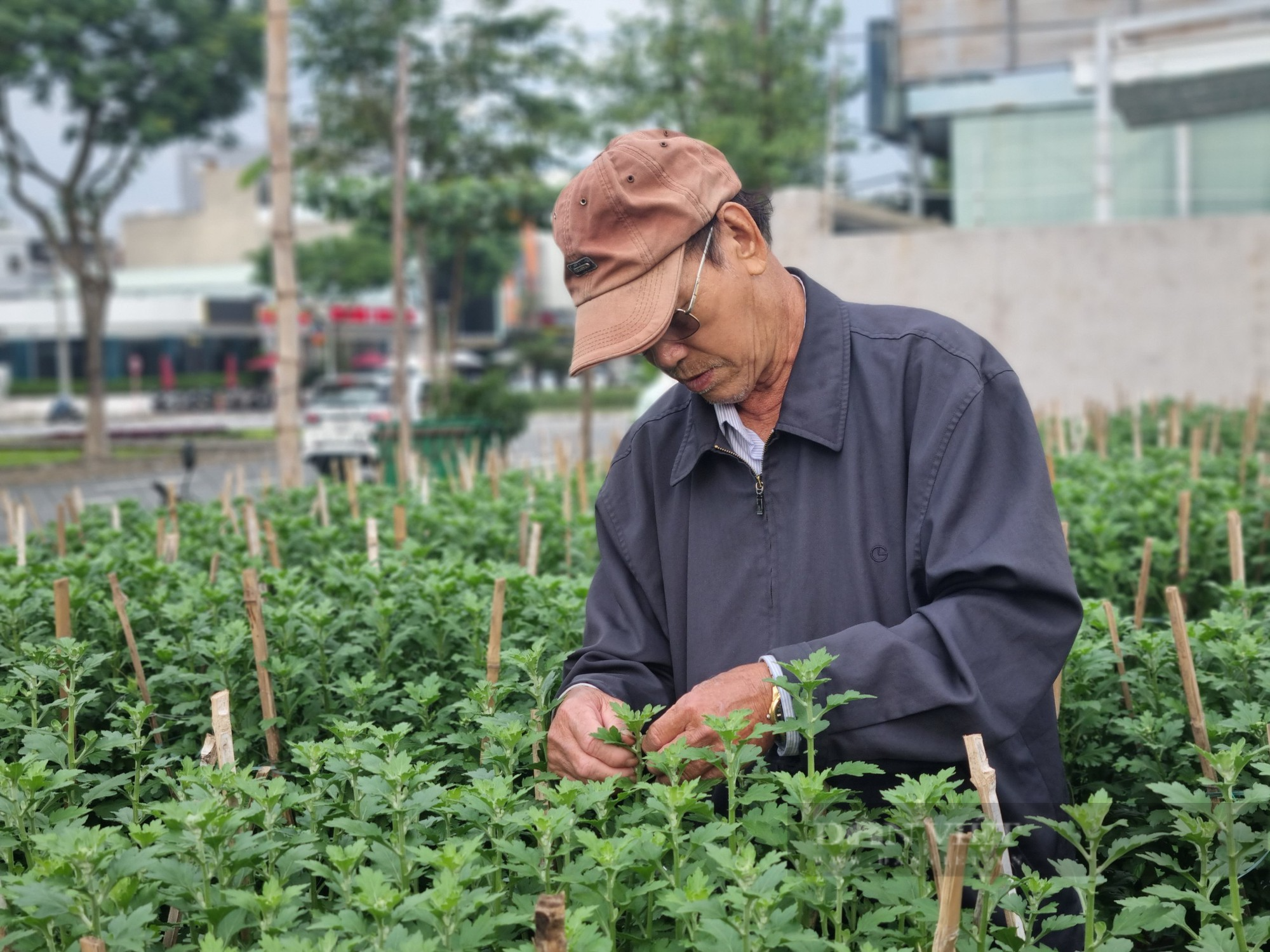 Sinh viên &quot;tuyển hoa, lặt nụ&quot;, kiếm tiền triệu mùa Tết - Ảnh 3.