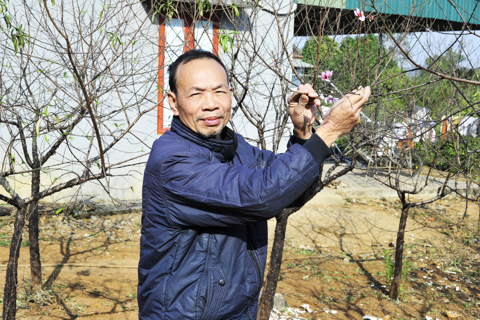 Hoa đào năm nay nở chậm, chủ vườn tư vấn cho khách cách chọn cây ưng ý chơi Tết - Ảnh 1.