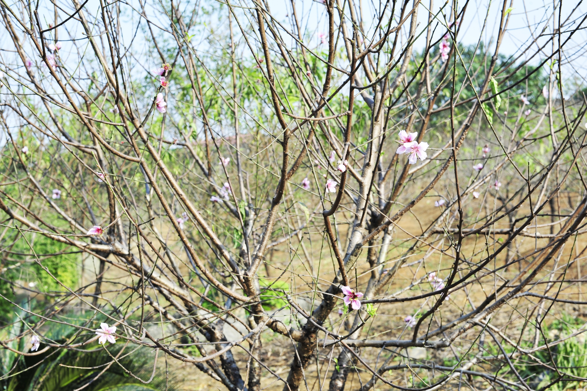 Hoa đào năm nay nở chậm, chủ vườn tư vấn cho khách cách chọn cây ưng ý chơi Tết - Ảnh 10.