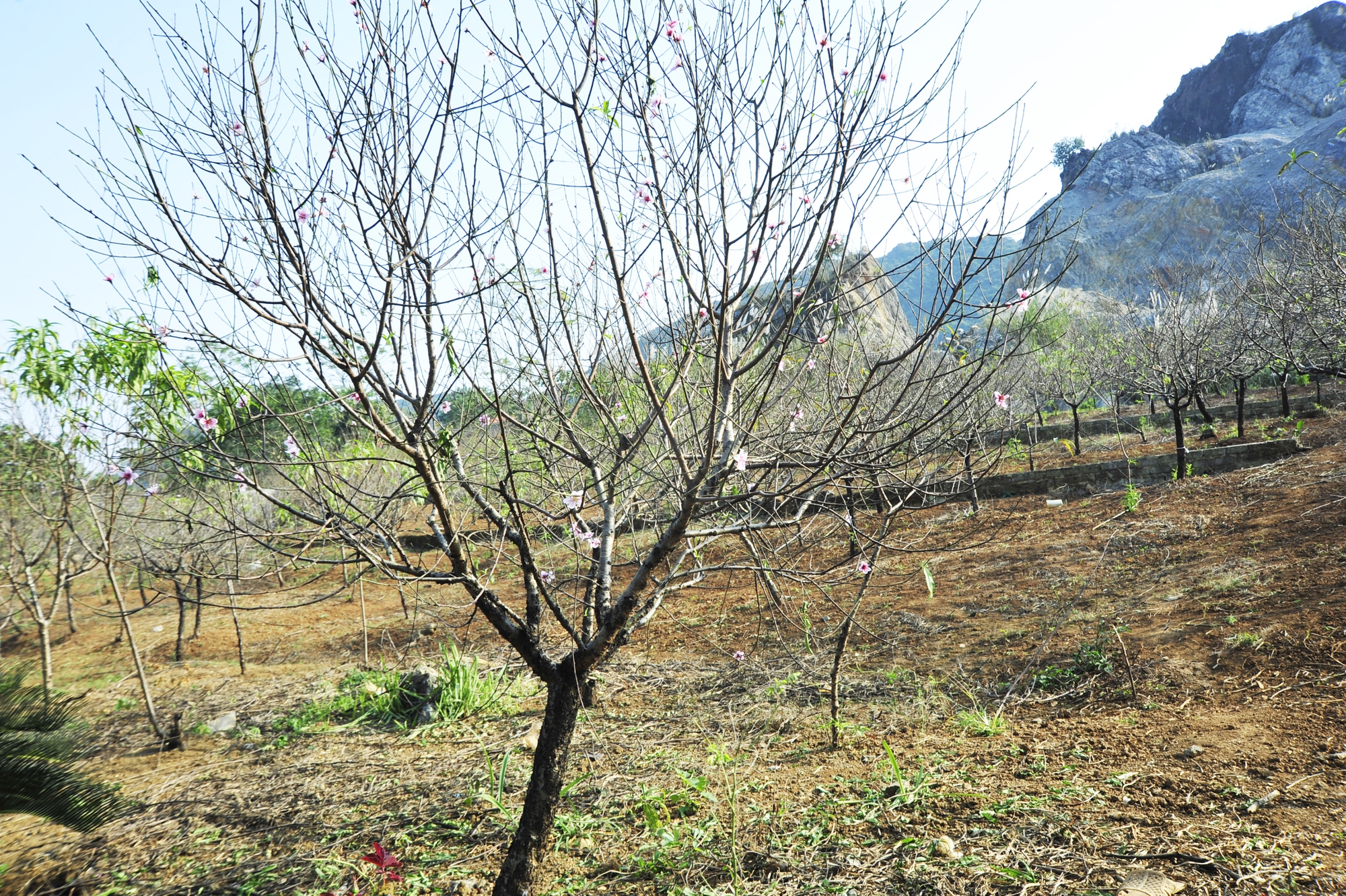 Hoa đào năm nay nở chậm, chủ vườn tư vấn cho khách cách chọn cây ưng ý chơi Tết - Ảnh 12.
