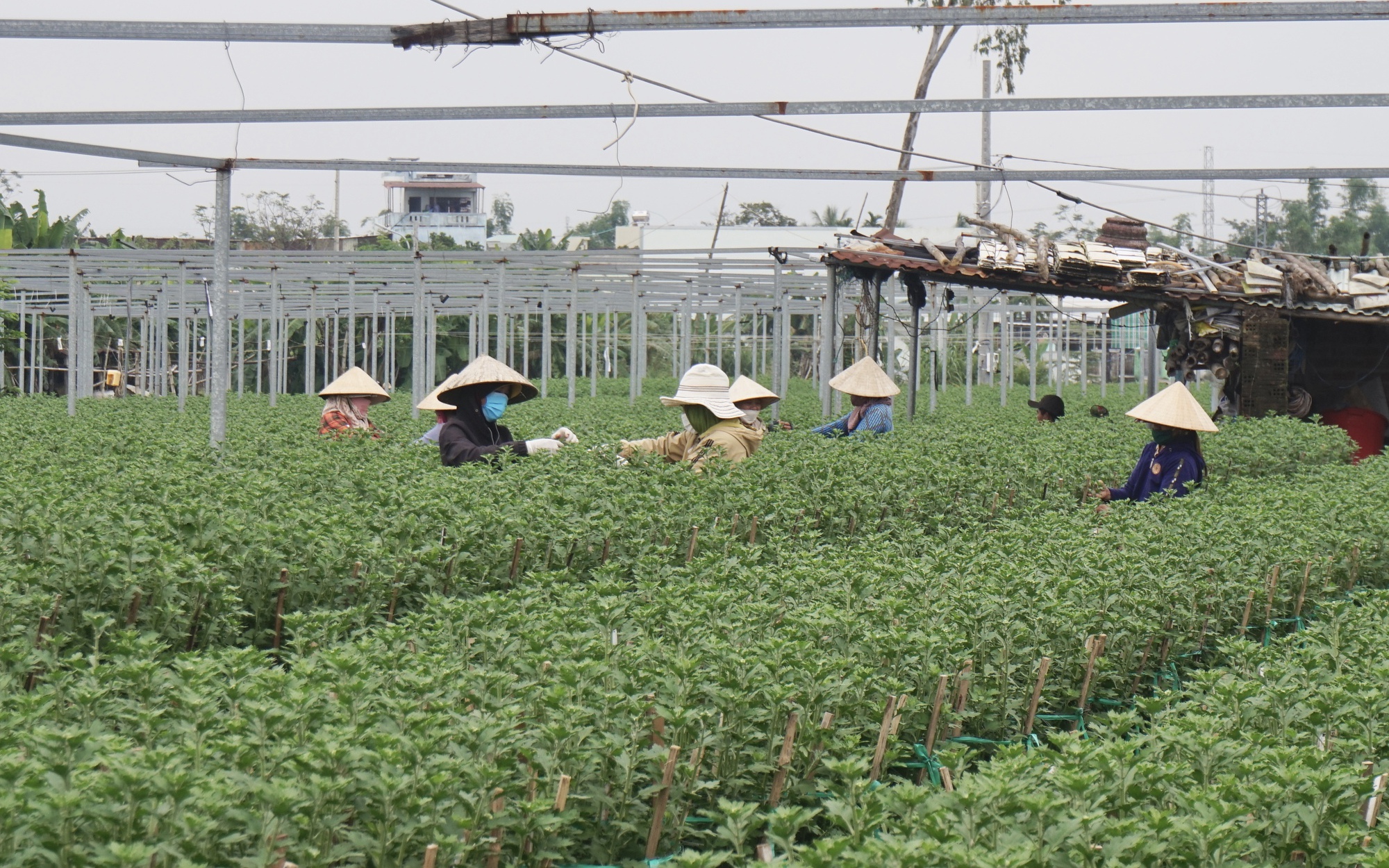 Thời tiết diễn biến thế nào mà nông dân trồng hoa Đà Nẵng vừa tưới tắm vừa "nín thở"