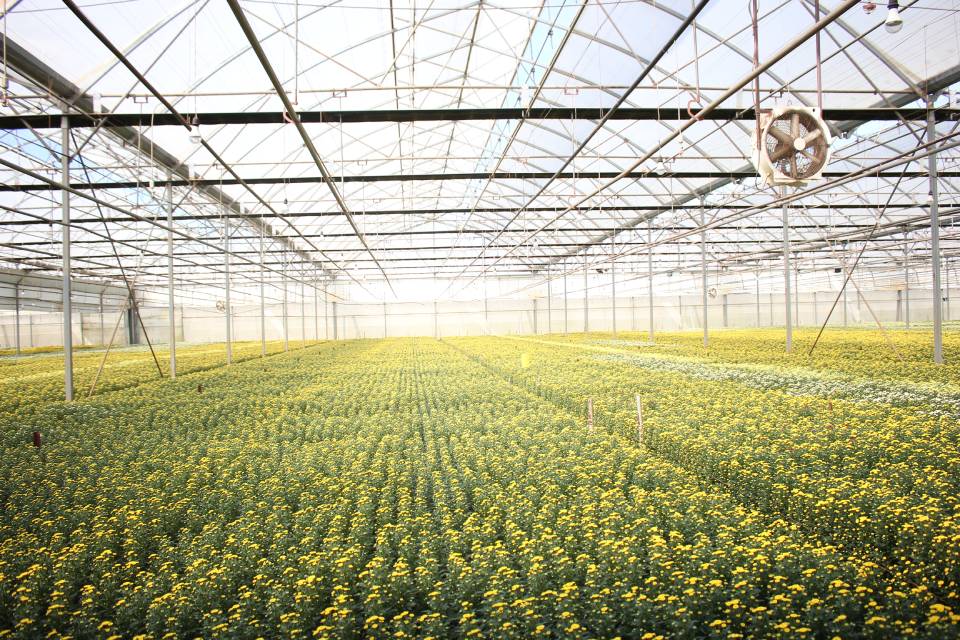 Đà Lạt cung ứng gần 200 triệu cành hoa Tết  - Ảnh 1.