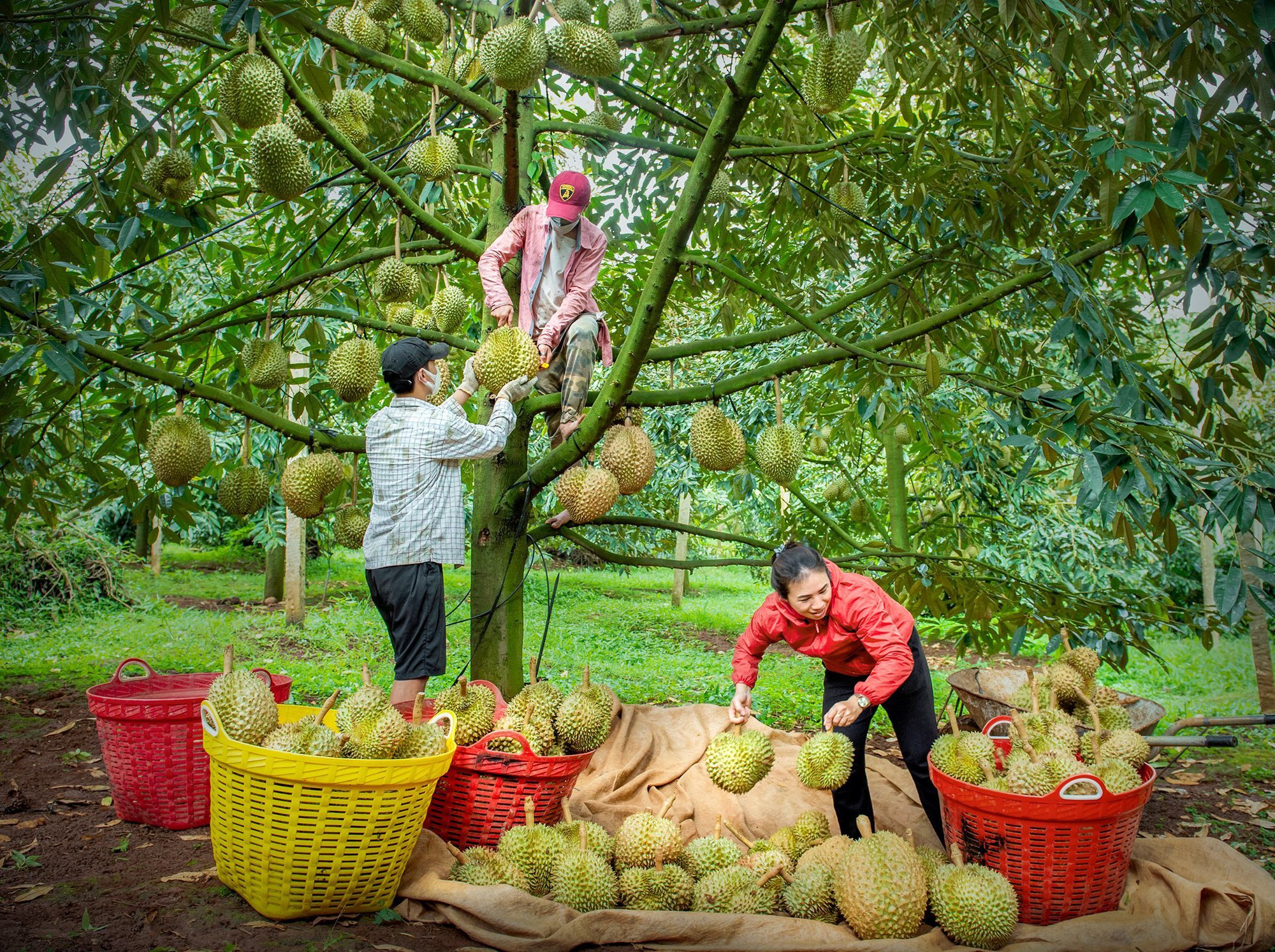 Chủ tịch UBND tỉnh Đắk Nông đối thoại với nông dân: Trao đổi thẳng thắng, dân chủ, có trách nhiệm - Ảnh 3.