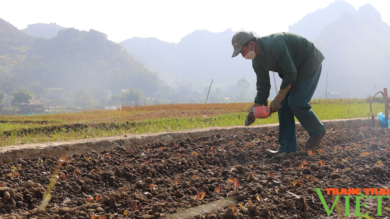 Sơn La: Chuẩn bị rau màu phục vụ thị trường Tết - Ảnh 6.