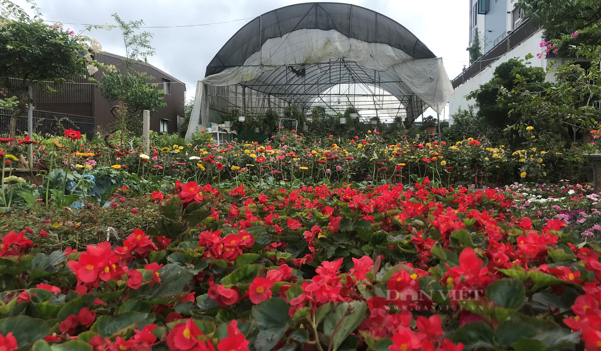Thủ phủ hoa, cây cảnh nổi tiếng ở thành phố Vinh rực sắc màu hút khách tìm về sắm Tết - Ảnh 4.