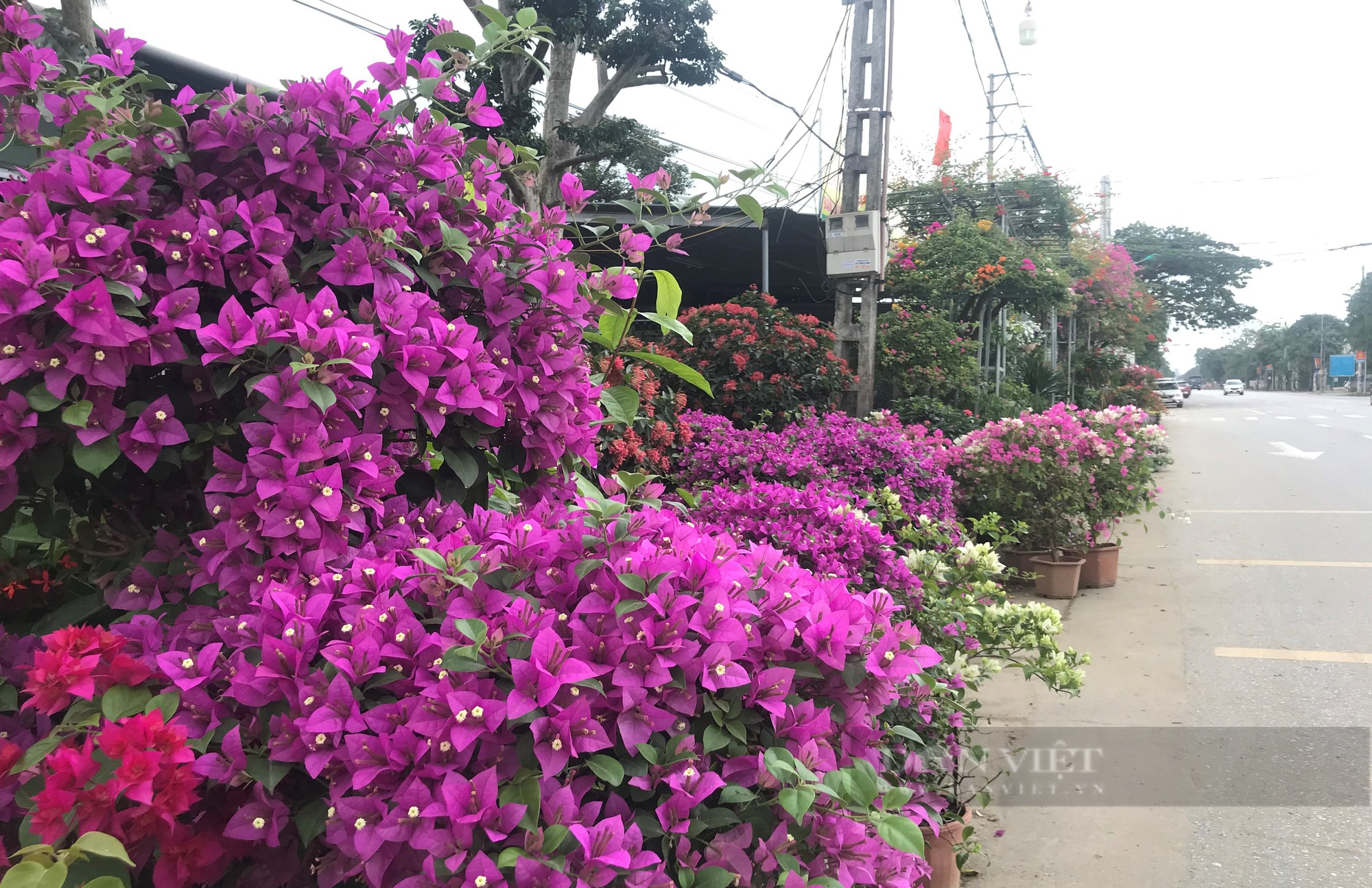 Thủ phủ hoa, cây cảnh nổi tiếng ở thành phố Vinh rực sắc màu hút khách tìm về sắm Tết - Ảnh 5.