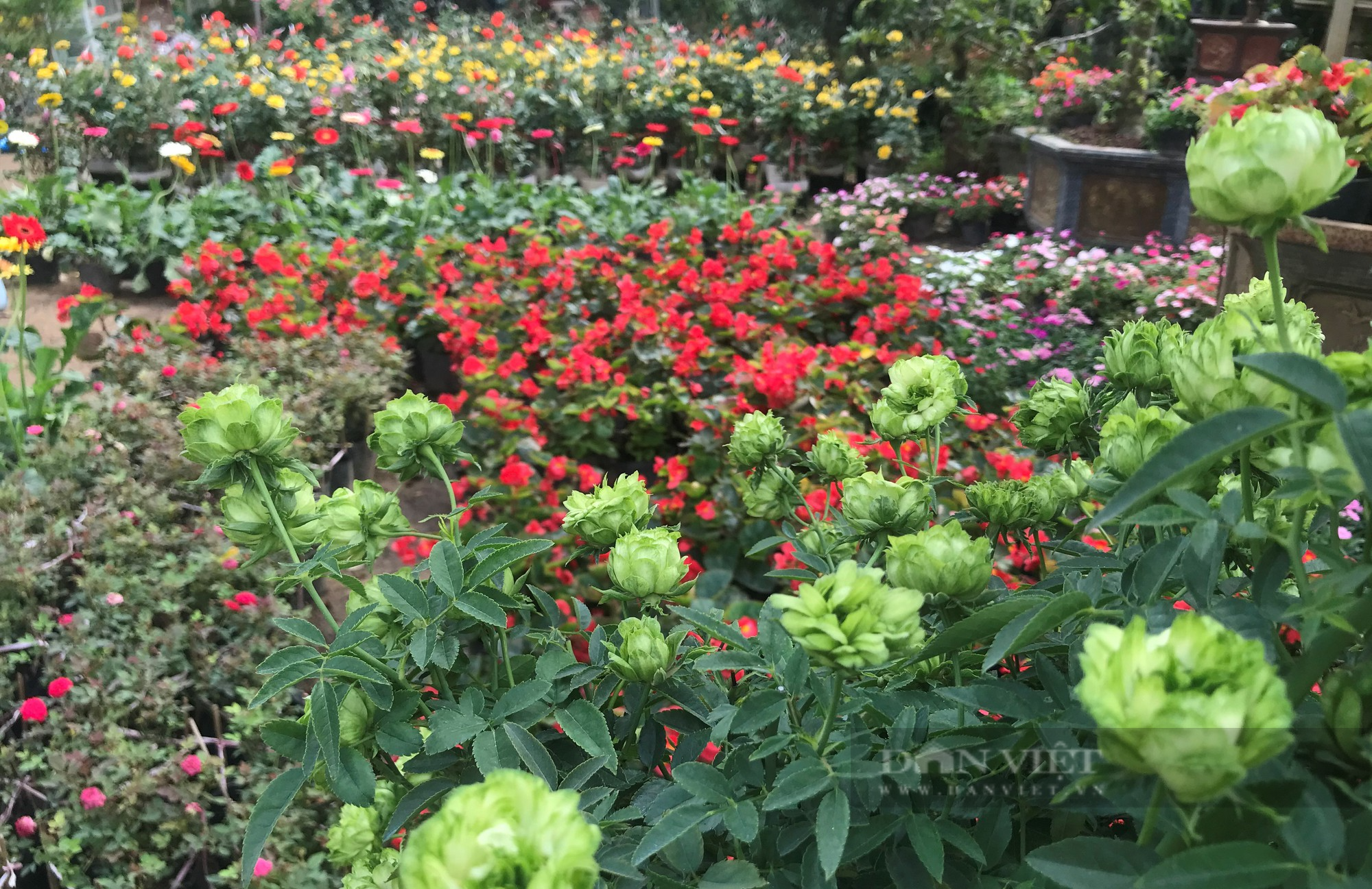 Thủ phủ hoa, cây cảnh nổi tiếng ở thành phố Vinh rực sắc màu hút khách tìm về sắm Tết - Ảnh 6.