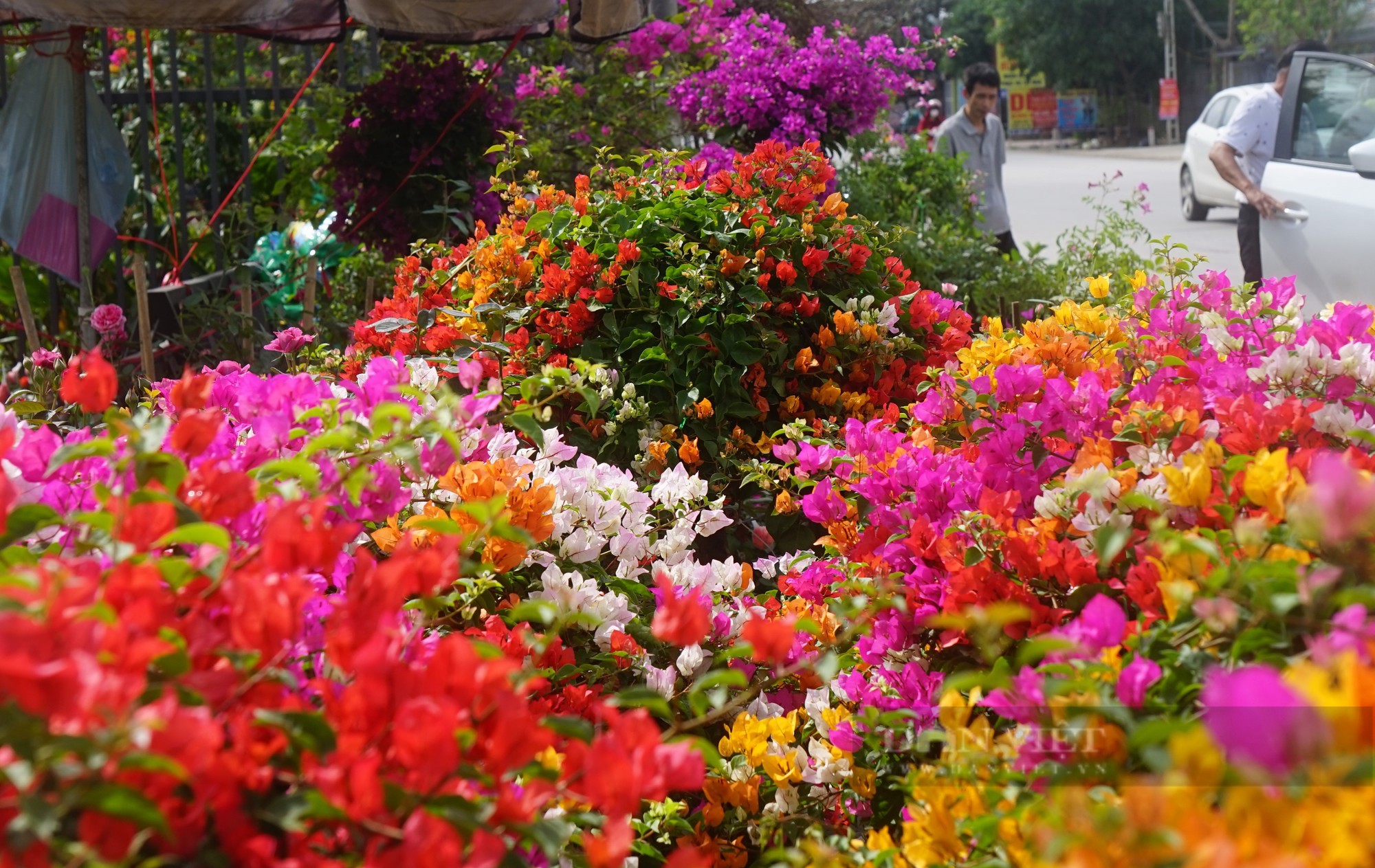 Thủ phủ hoa, cây cảnh nổi tiếng ở thành phố Vinh rực sắc màu hút khách tìm về sắm Tết - Ảnh 7.
