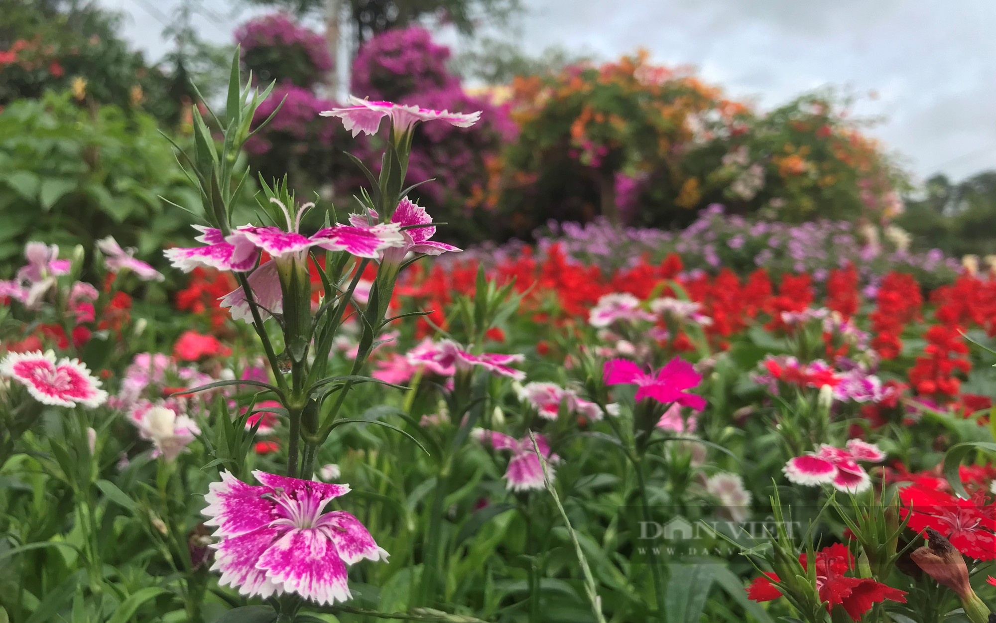Thủ phủ hoa, cây cảnh nổi tiếng ở thành phố Vinh rực sắc màu hút khách tìm về sắm Tết - Ảnh 9.