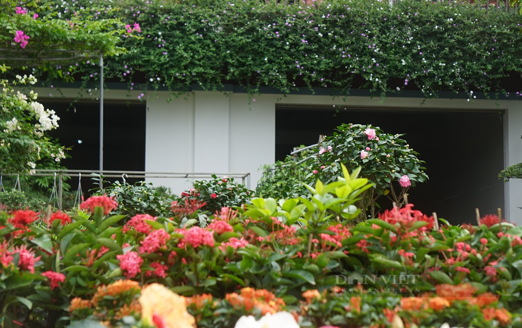 Thủ phủ hoa, cây cảnh nổi tiếng ở thành phố Vinh rực sắc màu hút khách tìm về sắm Tết - Ảnh 11.