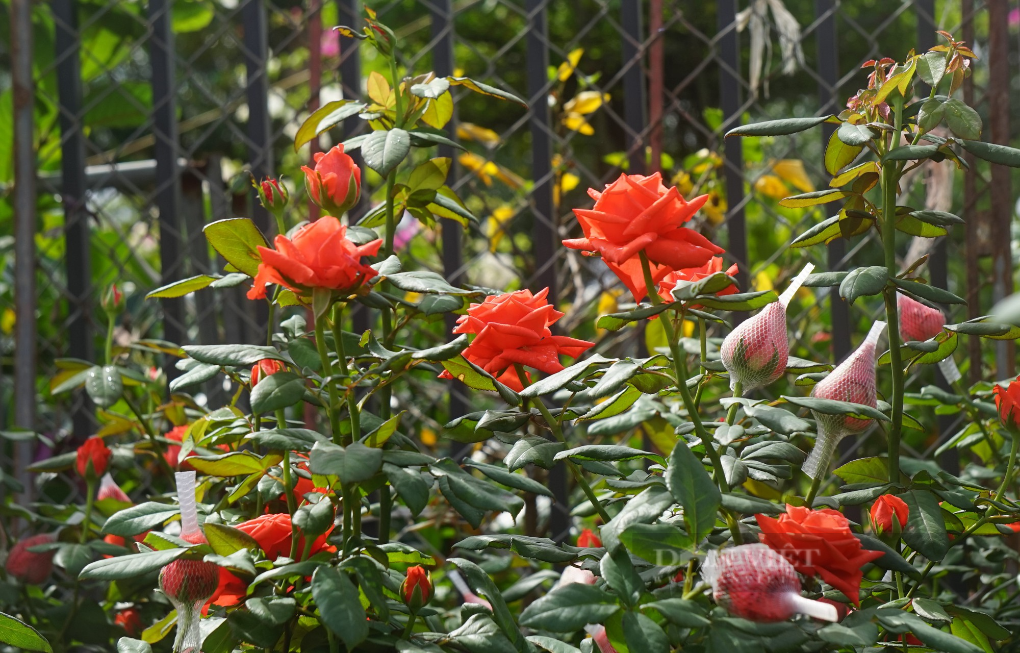 Thủ phủ hoa, cây cảnh nổi tiếng ở thành phố Vinh rực sắc màu hút khách tìm về sắm Tết - Ảnh 12.