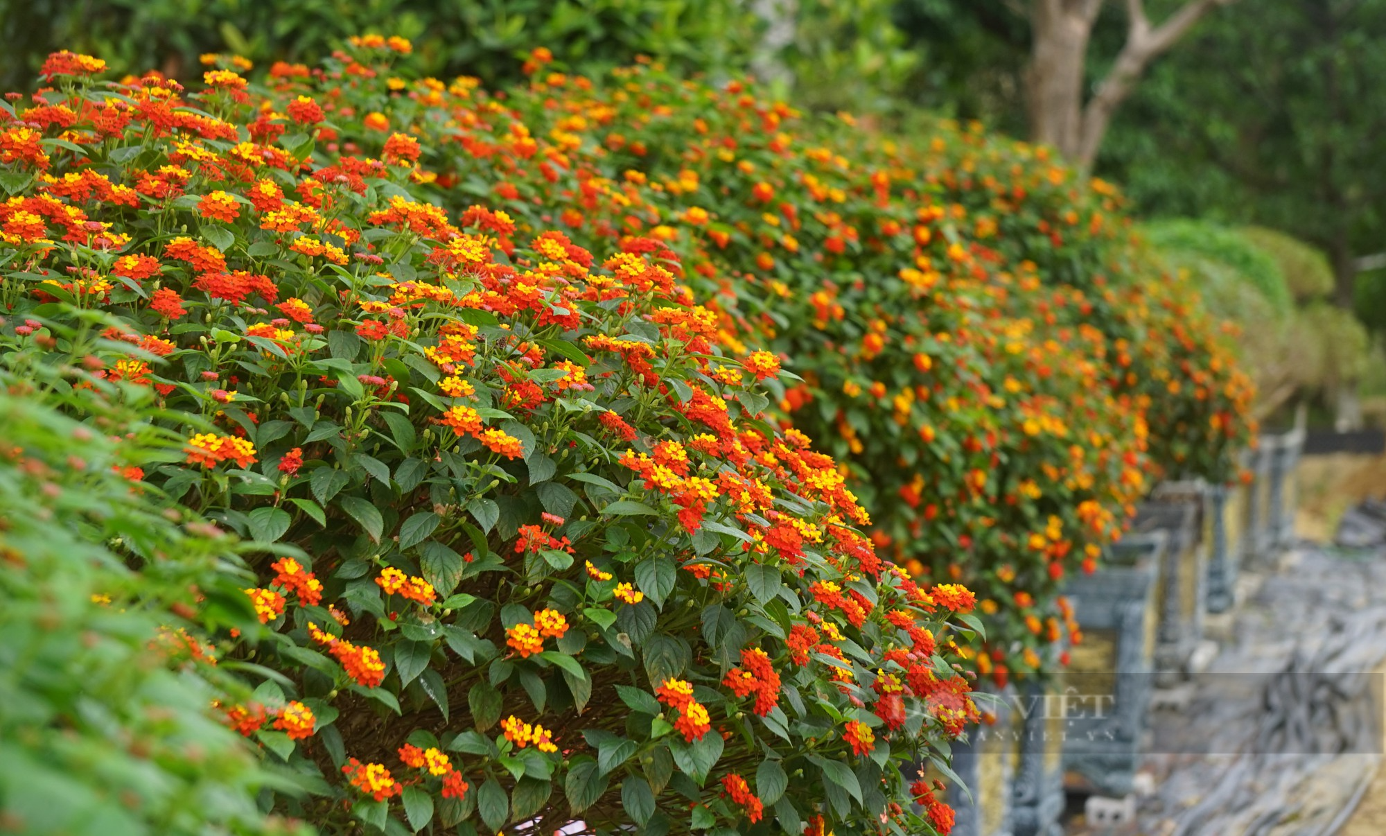 Thủ phủ hoa, cây cảnh nổi tiếng ở thành phố Vinh rực sắc màu hút khách tìm về sắm Tết - Ảnh 13.