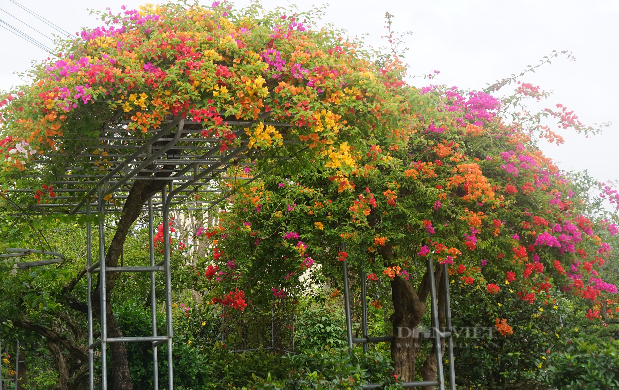 Thủ phủ hoa, cây cảnh nổi tiếng ở thành phố Vinh rực sắc màu hút khách tìm về sắm Tết - Ảnh 15.