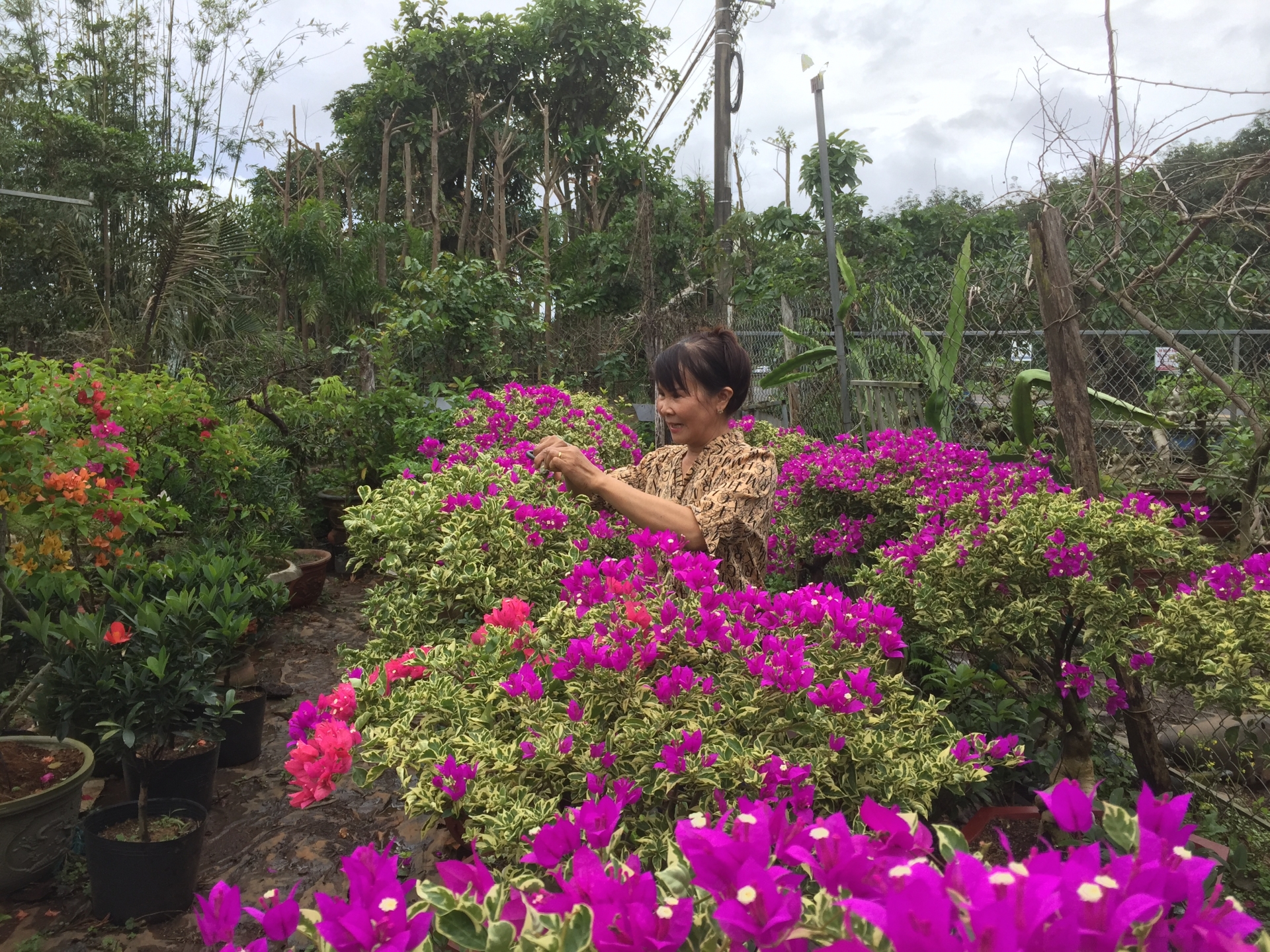 Trồng hoa giấy bonsai cả làng khen đẹp, một nông dân Đắk Lắk cứ bán 1 cây giá 1,7-5 triệu đồng - Ảnh 1.