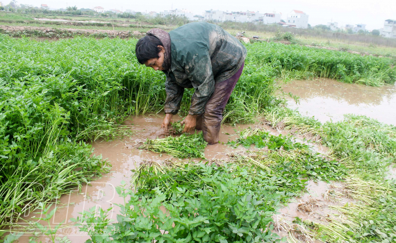Loại rau bình dân &quot;ham nghịch nước&quot; ăn tốt cho sức khỏe, nông dân Thái Bình trồng dưới ruộng &quot;hái&quot; 15 triệu/sào - Ảnh 2.
