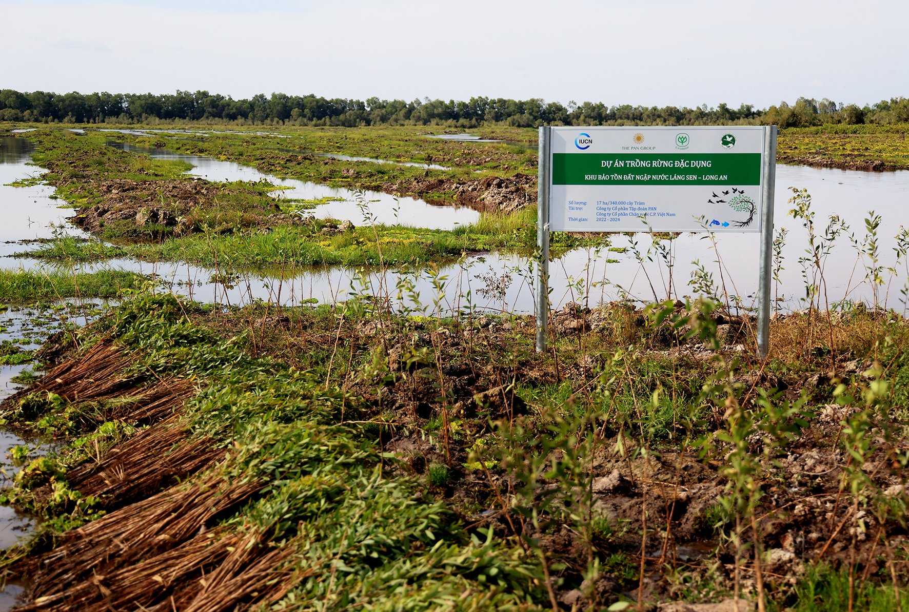 Phục hồi 17 ha rừng tràm ở Láng Sen: Các doanh nghiệp chung tay bảo vệ môi trường - Ảnh 1.