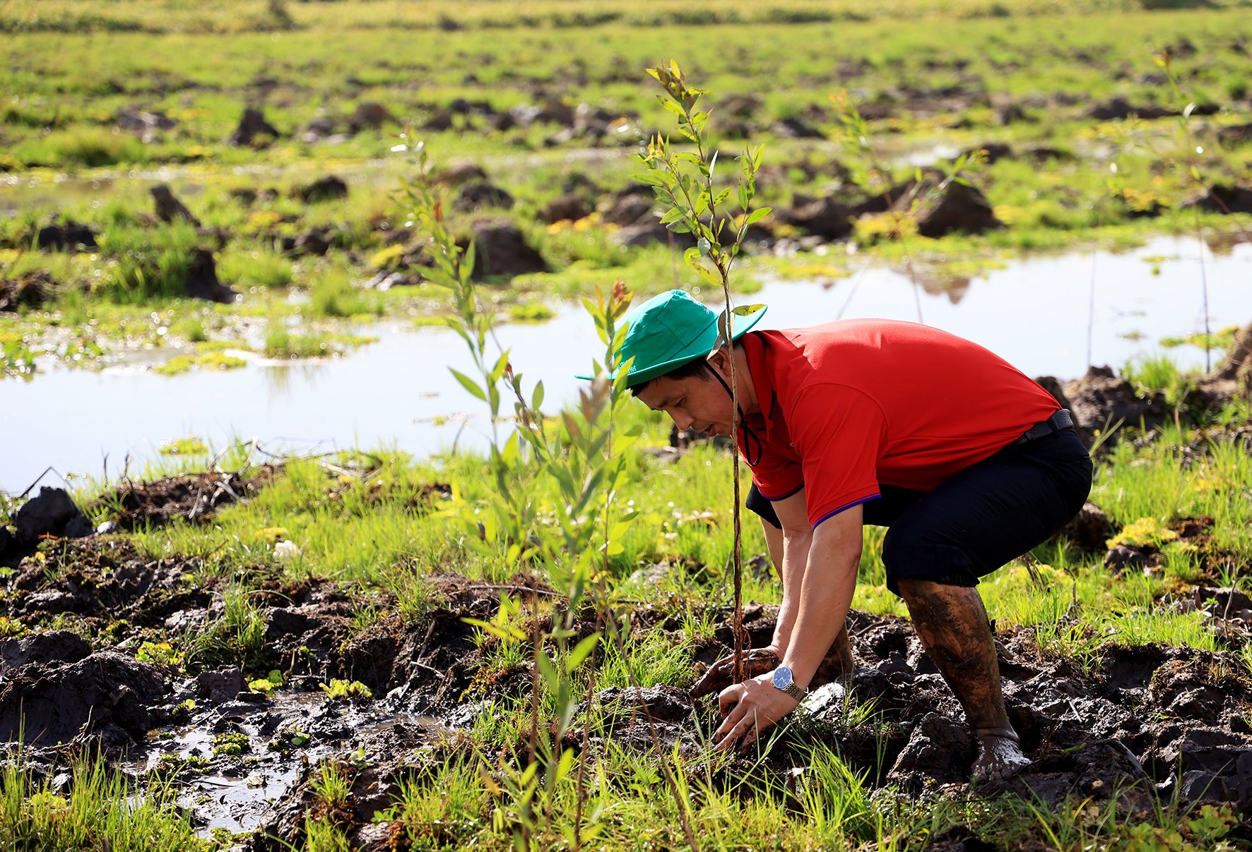 Phục hồi 17 ha rừng tràm ở Láng Sen: Các doanh nghiệp chung tay bảo vệ môi trường - Ảnh 2.