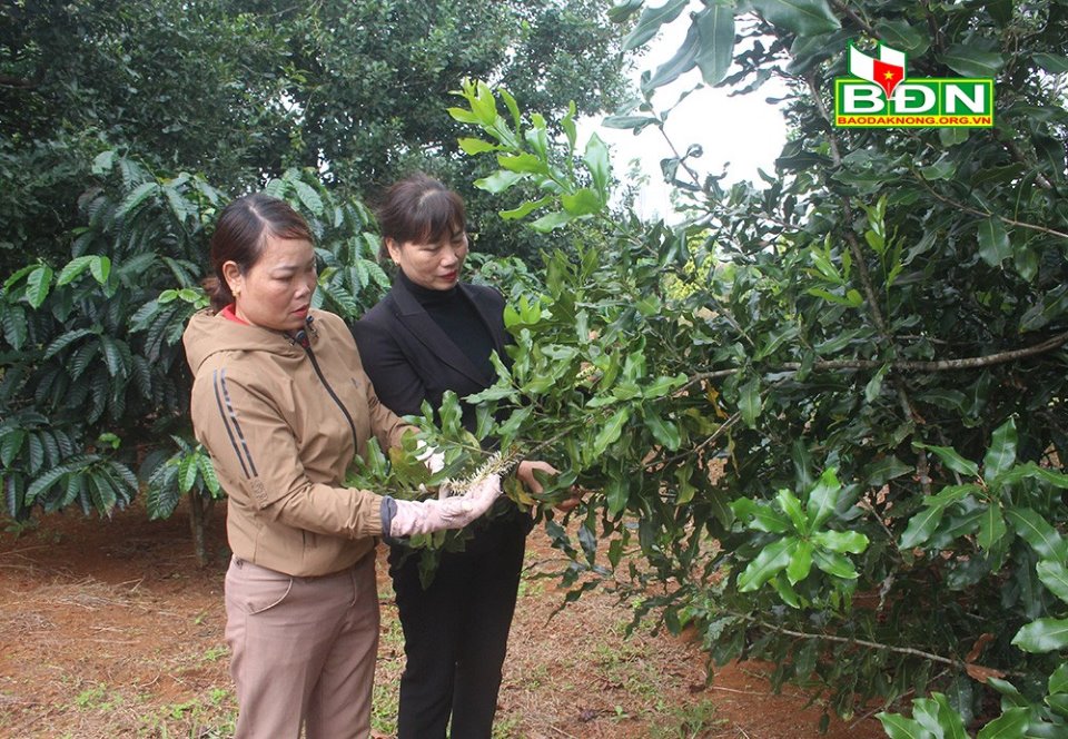 Vì sao trồng vỏn vẹn có 120 cây mắc ca mà chị nông dân này ở Đắk Nông năm nào cũng &quot;đút túi&quot; 250 triệu? - Ảnh 3.