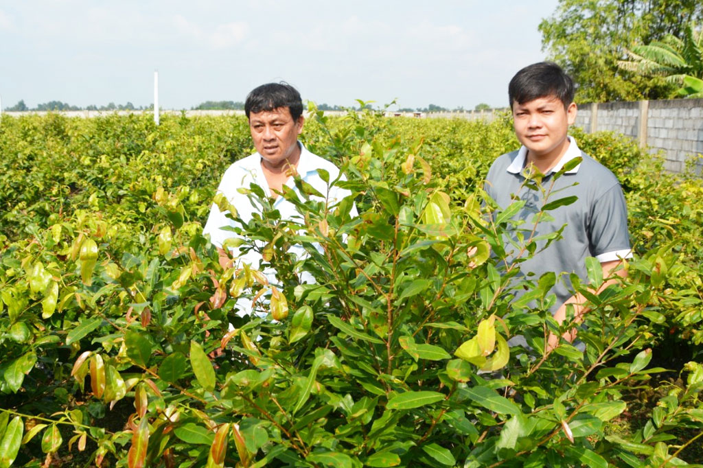 Trồng thứ cây cảnh cuối năm mất sạch lá, nông dân nơi này của Long An giàu - Ảnh 1.