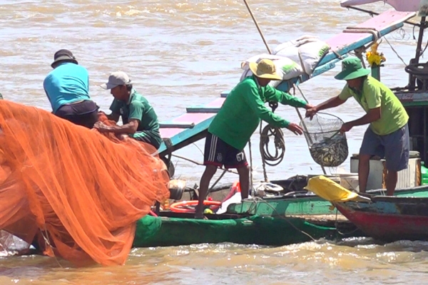 Đi xem dân Tân Châu ở An Giang đẩy dồn &quot;lùa&quot; bắt cá linh nơi đầu nguồn sông Tiền - Ảnh 5.