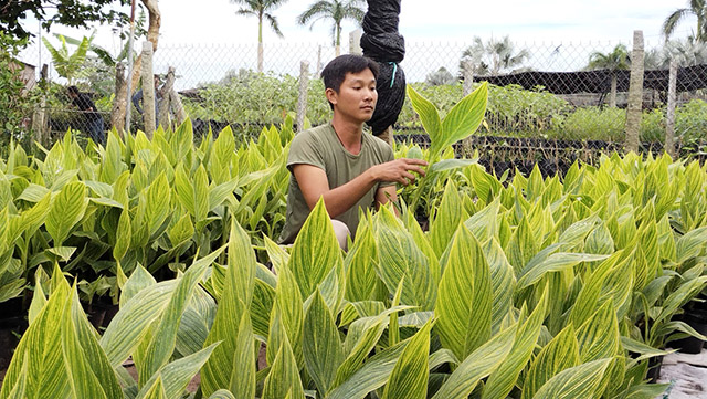 Tết Quý Mão, một nhà vườn Sa Đéc trình làng loại cây cảnh độc, lạ, hoa có đến 4 màu, lá sọc - Ảnh 1.