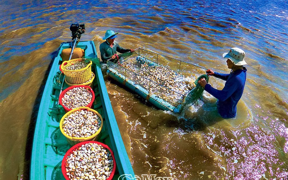 Dùng lưới sàn bắt con gì mà nông dân xã này ở Cà Mau cứ đóng bao là có người mua hết sạch?